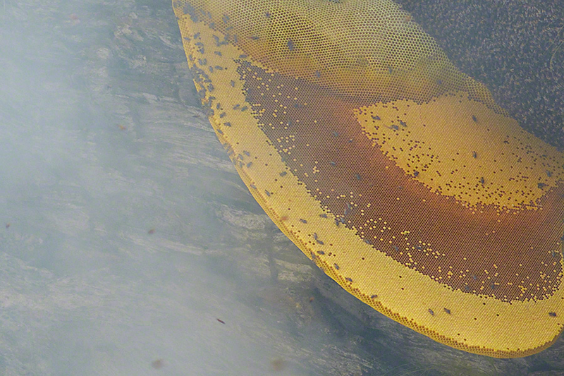 Illustration for article titled Stunning photos show the ancient tradition of honey hunting in Nepal